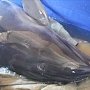 На перевозчика животных из сакского дельфинария-душегубки завели дело