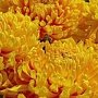 Бал хризантем в Никитском ботаническом саду откроется 25 октября