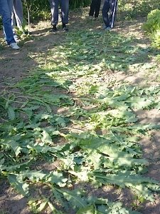 За культивирование наркосодержащих растений житель Бахчисарая оштрафован на 15 тыс рублей