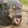 В Крыму за текущий год зафиксировано двенадцать случаев бешенства между животных