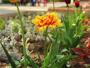 В Детском парке Симферополя посадят полторы тысячи тюльпанов новых сортов