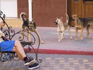 На этих выходных в Феодосии начнётся отлов бродячих собак