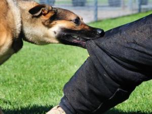 Не перебесились: столице Крыма вновь установлен карантин по бешенству собаки в районе автовокзала