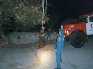 Восемь крымских спасателей вытянули лошадь из люка канализации