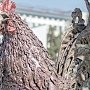 Не снесла курочка яичко: в Крыму снижаются показатели животноводства