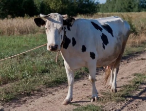 Два крымчанина получили 10 лет тюрьмы на двоих за кражу коровы