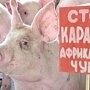 Чума свиней снизила производство мяса в Крыму