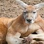 «Гуд бай, Австралия, ооо…» Страна кенгуру ввела меры против крымчан
