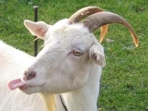 В селе Громовка отменили карантин по бешенству козы