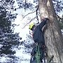 Ялтинские спасатели оказали помощь парапланеристу спуститься с дерева