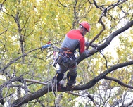 Деревья в центре Симферополя приведут к единому стандарту, — Лукашев