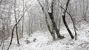В Крыму в ближайшие часы обещают сильный снег