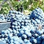 Валовый сбор винограда на начало ноября в Крыму составил более 50 тыс тонн