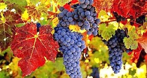 В Крыму собрали 50 тысяч тонн винограда