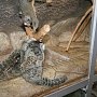 Белоухие мармазетки Алуштинского аквариума принесли потомство карликовых игрунков
