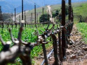 Госдума приняла закон о развитии виноградарства и виноделия