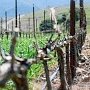 Госдума приняла закон о развитии виноградарства и виноделия