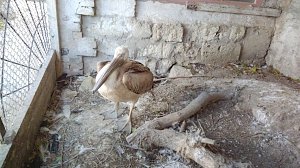 Птичку жалко: как в Крыму спасали птенца Розового пеликана