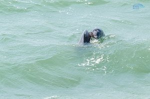 Возведение Крымского моста не повлияло на жизнь дельфинов, — учёные