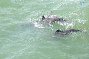 Учёные завершают осенний подсчёт дельфинов в районе строительства Крымского моста