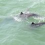 Учёные завершают осенний подсчёт дельфинов в районе строительства Крымского моста