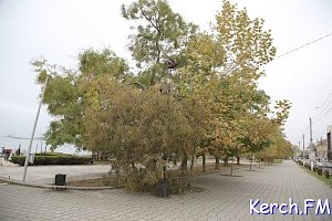 В Керчи на набережной ветка с дерева упала на провода