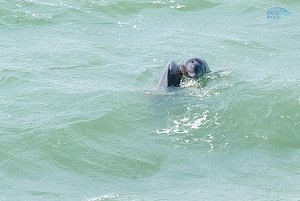Учёные завершают осеннюю экспедицию за наблюдением дельфинов на Крымском мосту