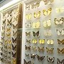В Зоологическом музее КФУ открылась уникальная выставка коллекции бабочек