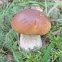 МЧС предупреждает — будьте осторожны с грибами!