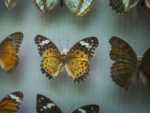 В КФУ представили уникальную коллекцию бабочек