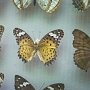 В КФУ представили уникальную коллекцию бабочек