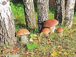 Керчан просят быть осторожными при сборе грибов