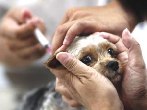В Судаке собакам и кошкам будут делать прививки от бешенства