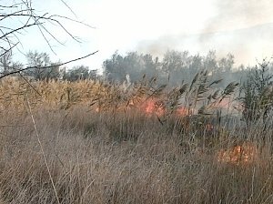 Под Керчью спасатели час тушили возгорание лесополосы