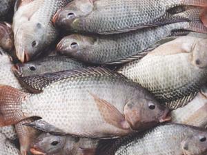 Партию рыбы и морепродуктов без маркировки установили в Алуште