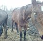 Олег Лебедев потребовал привлечь к уголовной ответственности виновных в жестоком обращении с животными на Рязанском конном заводе