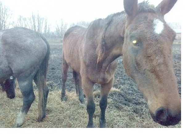 Олег Лебедев потребовал привлечь к уголовной ответственности виновных в жестоком обращении с животными на Рязанском конном заводе