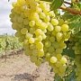 Урожай винограда в этом году соответствует уровню прошедшего года, — Рюмшин