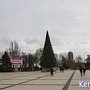 В Керчи собрали главную новогоднюю елку города