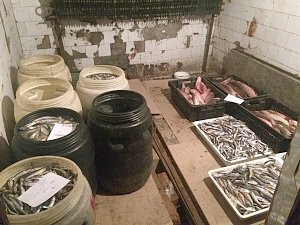 В Керчи сожгли почти полтонны рыбы, которую изъяли у стихийщиков
