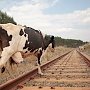 В Керчи запретили выпас скотины около железной дороги
