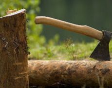 Горе-лесоруба из Джанкоя привлекут к ответственности за срубленные деревья