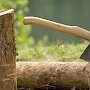 Горе-лесоруба из Джанкоя привлекут к ответственности за срубленные деревья