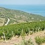В Крыму до 2025 года желают увеличить количество виноградников