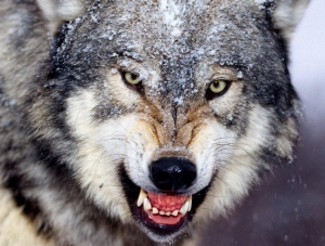 В Белогорском районе волки массово нападают на скот