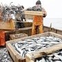 В Крыму сократился вылов рыбы