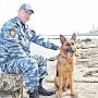 Собачья профессия: как и кем работают собаки в Крыму