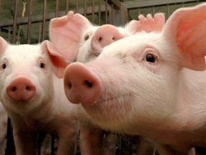 В Судаке и Краснодаре вновь нашли чуму свиней