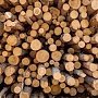В Крыму произойдёт аукцион по продаже древесины