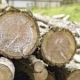 Жителя Джанкойского района задержали за незаконную вырубку деревьев